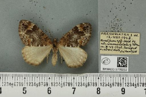 Dysstroma truncata truncata (Hufnagel, 1767) - BMNHE_1770232_351001