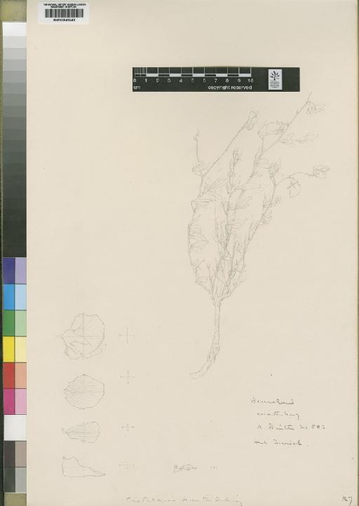Crotalaria kurtii Schinz - BM000843243