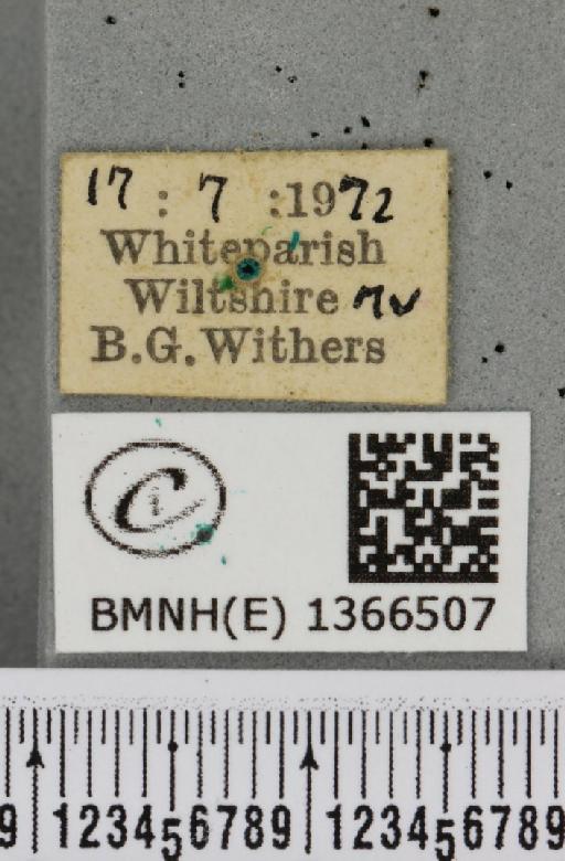 Phymatopus hecta (Linnaeus, 1758) - BMNHE_1366507_label_186777