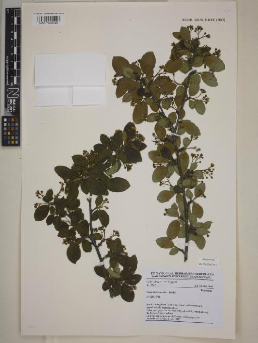 Cotoneaster lucidus Schltdl. - BM013848242