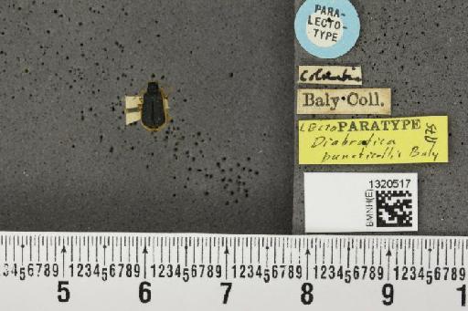 Paratriarius puncticollis (Baly, 1865) - BMNHE_1320517_21460