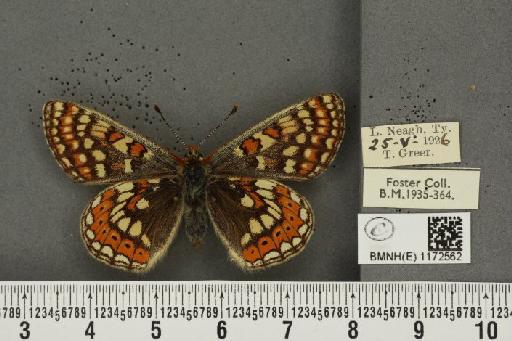 Euphydryas aurinia f. hibernica Birchall, 1873 - BMNHE_1172562_52775