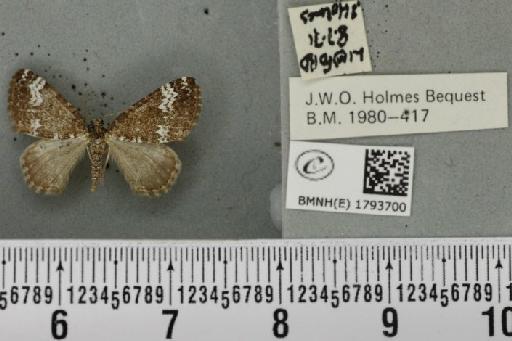 Perizoma alchemillata (Linnaeus, 1758) - BMNHE_1793700_370783