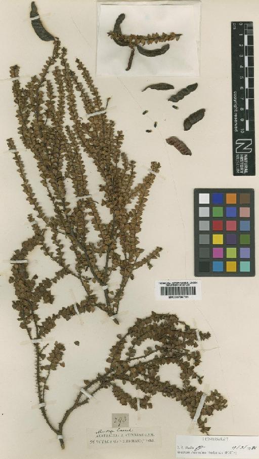 Acacia deltoidea A.Cunn. ex G.Don - BM000796791