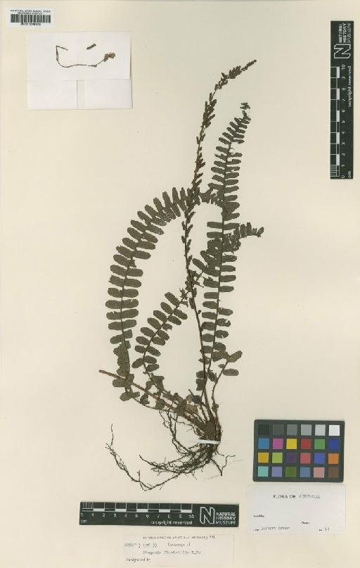 Blechnum fluviatile (R.Br.) E.J.Lowe ex Salomon - BM001048208