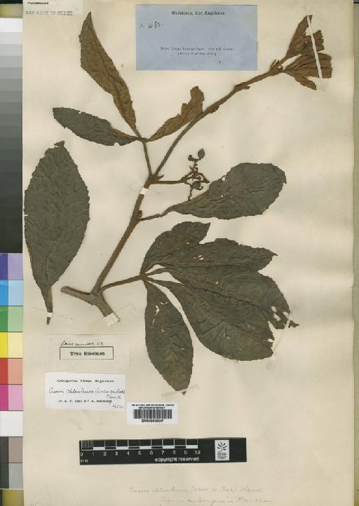Cissus chloroleuca (Welw. ex Baker) Planch. - BM000838247