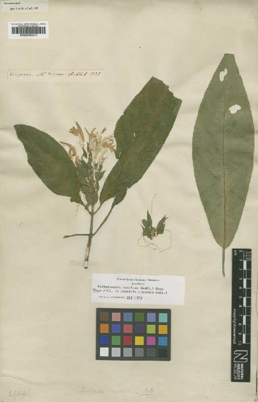 Pachystachys coccinea Nees - BM000992512