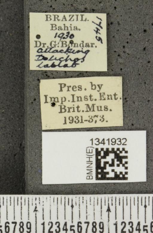 Gynandrobrotica quadriplagiata (Boheman, 1859) - BMNHE_1341932_label_23589