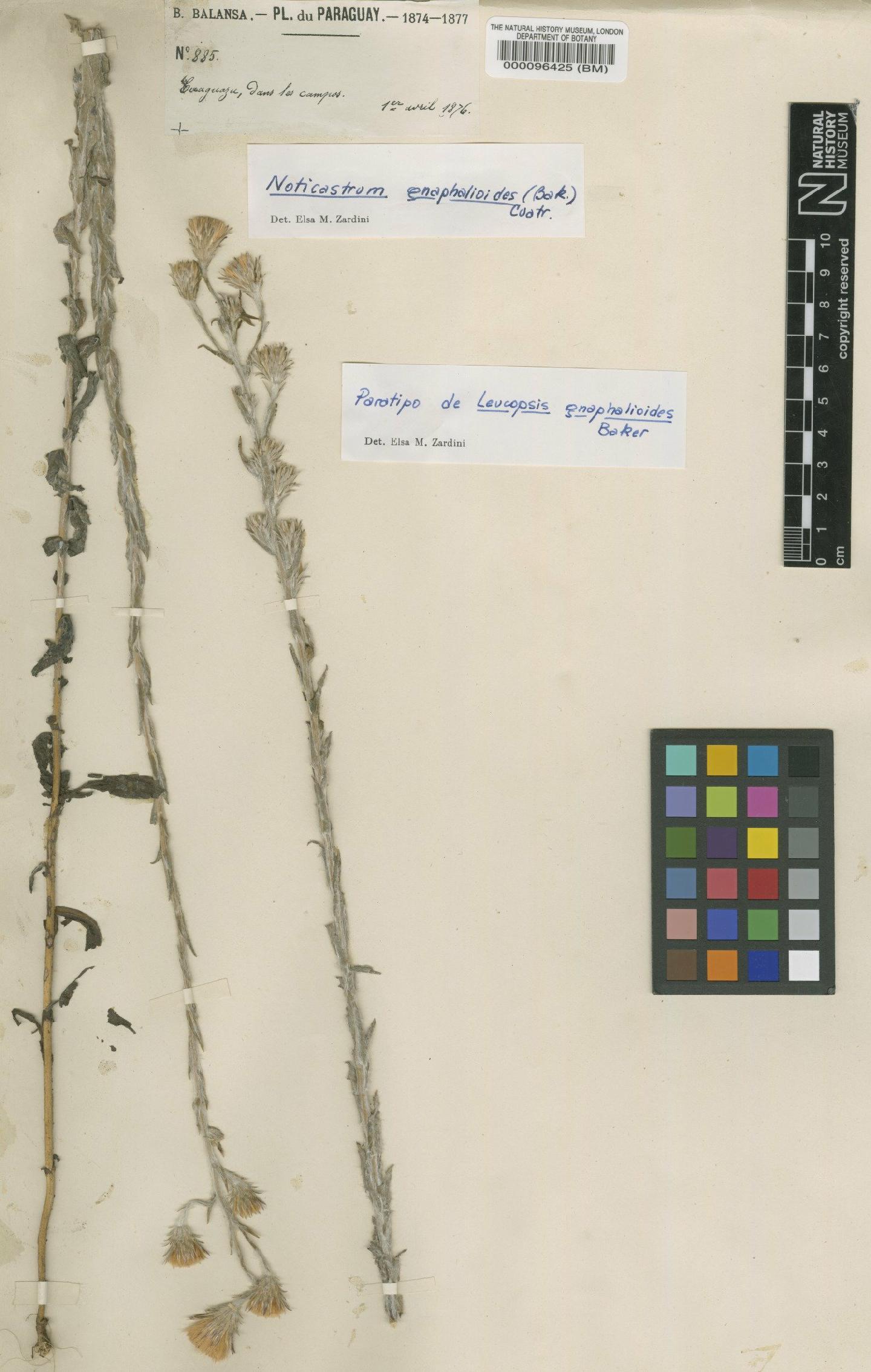 To NHMUK collection (Leucopsis gnaphalioides Baker; Paratype; NHMUK:ecatalogue:4567180)