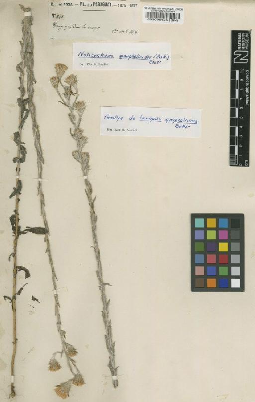 Leucopsis gnaphalioides Baker - BM000096425