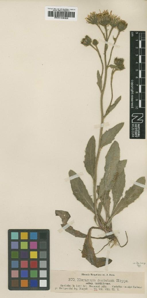 Hieracium dentatum subsp. turritiforme Nägeli & Peter - BM001050628