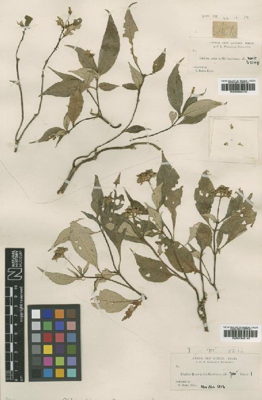 Ophiorrhiza carstensensis Wernham - BM000945183