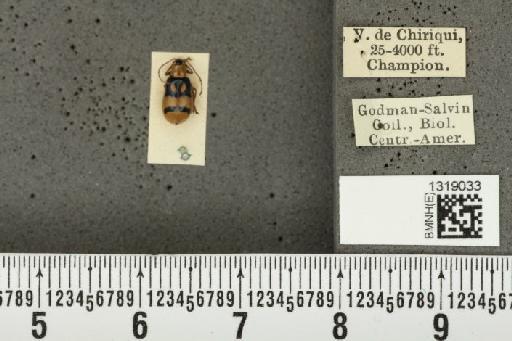 Diabrotica gratiosa Baly, 1886 - BMNHE_1319033_17803