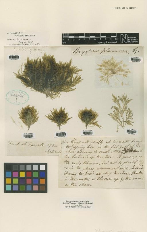 Bryopsis plumosa (Huds.) Agardh - BM000686517