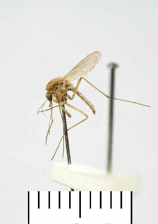 Aedes (Ochlerotatus) detritus (Haliday, 1833) - 25b