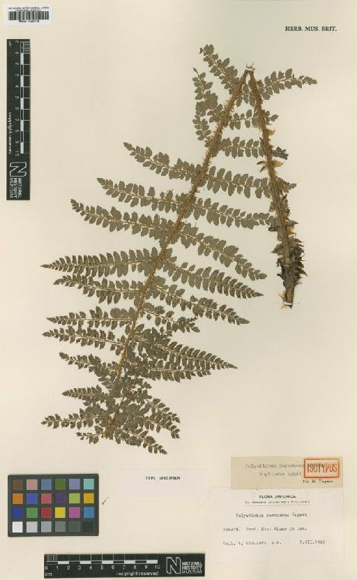 Polystichum kurokawae Tagawa - BM001048712