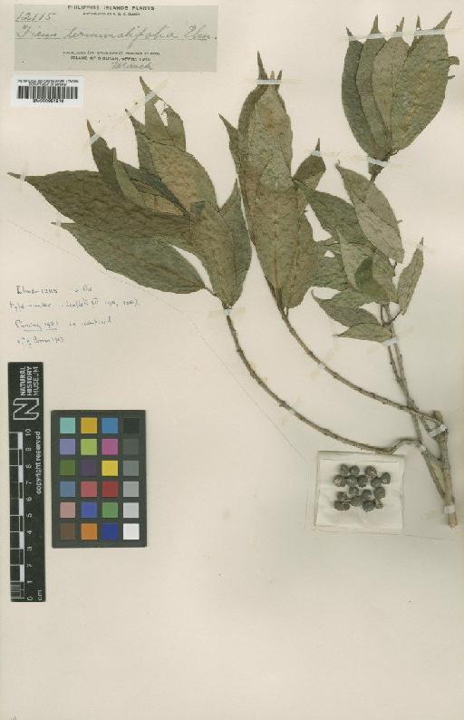 Ficus cumingii var. terminalifolia (Elmer) Sata - BM000951816