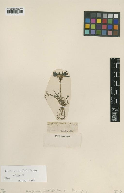 Launaea pumila (Cav.) Kuntze - BM001043400