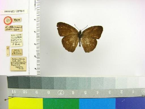 Hermeuptychia maimoune (Butler, 1870) - BMNH(E)_1267041_Hermeuptychia_(Euptychia)_maimoune_Butler_HT_male_ (1)