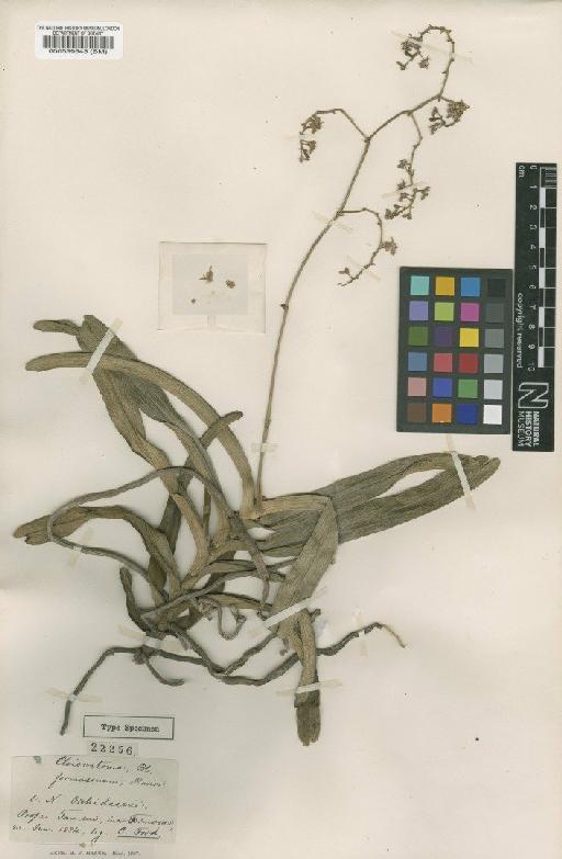Sarcanthus formosanum Hance - BM000539543