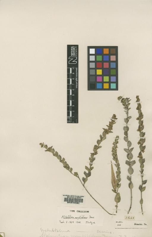 Metastelma myrtifolium Decne. - BM000645800