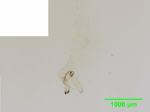 Arytainilla spartiophila Foerster, 1848 - 010186707__2016_01_27_s1