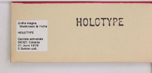 Livilla magna Hodkinson & Hollis, 1987 - 013483802_additional