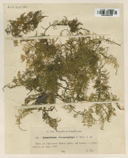 Thuidium subdelicatulum (Hampe) Broth. - BM000862358