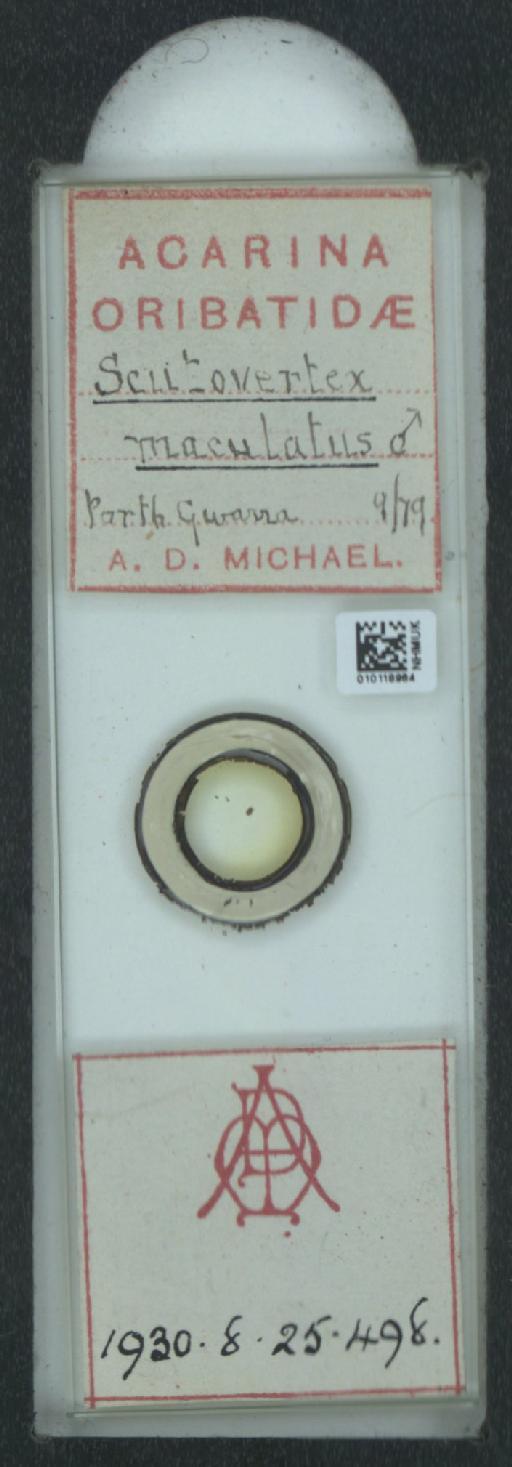 Scutovertex maculatus A.D. Michael, 1882 - 010118984_128155_1585179