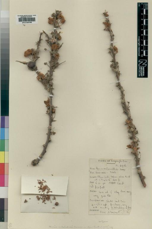 Acacia mbuluensis Brenan - BM000842056