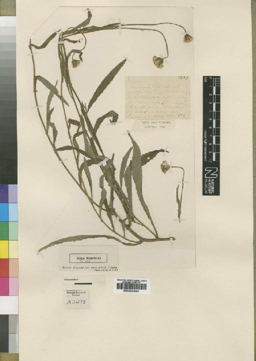 Crassocephalum picridifolium Moore - BM000924602