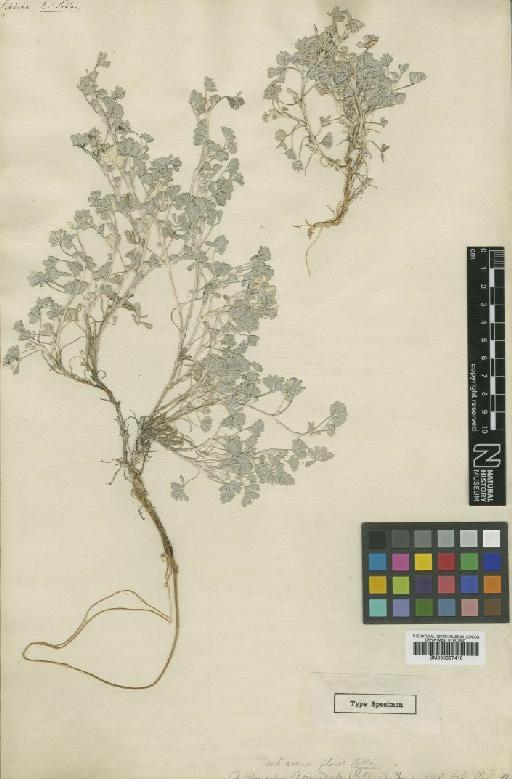 Astragalus ammodytes Pall. - BM000997410