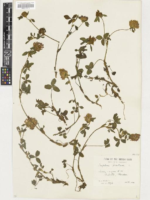 Trifolium pratense L. - BM001036715