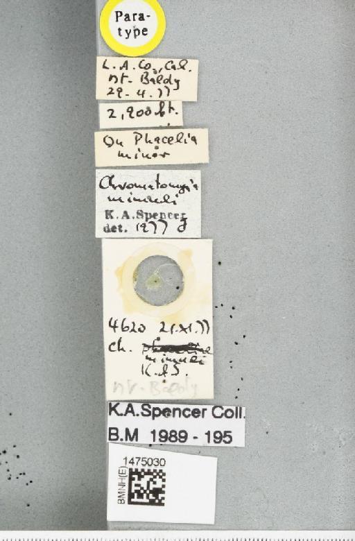 Chromatomyia mimuli Spencer, 1981 - BMNHE_1475030_label_48539