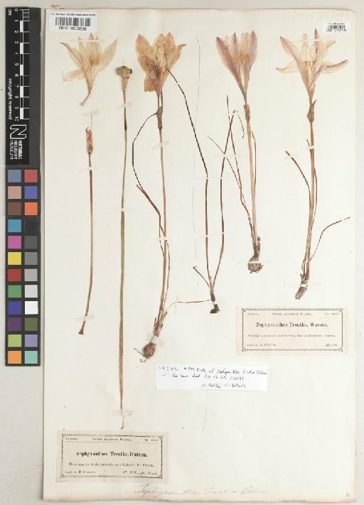 Zephyranthes treatiae S.Watson - BM014605585