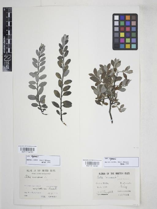 Salix repens L. - 015144083