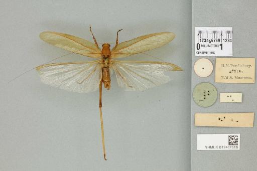 Pseudopsyra digitata Karny, 1926 - 012497965_reverse_1