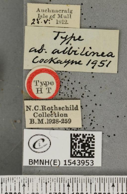 Tetheella fluctuosa ab. albilinea Cockayne, 1951 - BMNHE_1543953_label_236654