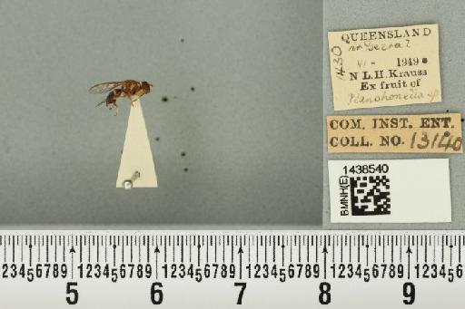 Bactrocera (Bactrocera) laticauda (Hardy, 1950) - BMNHE_1438540_32509