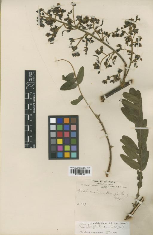 Machaerium isadelphum (E.Mey.) Amshoff - BM000931825