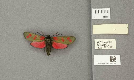 Zygaena (Zygaena) filipendulae stephensi Dupont, 1900 - 015192724_additional