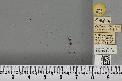 Melanagromyza acaciae Spencer, 1963 - BMNHE_1469083_a_44766