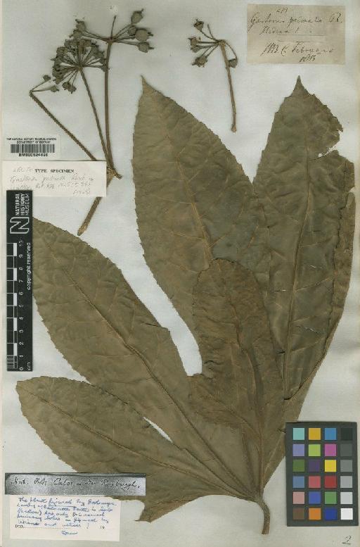 Trevesia palmata (Roxb.) Vis - BM000624498