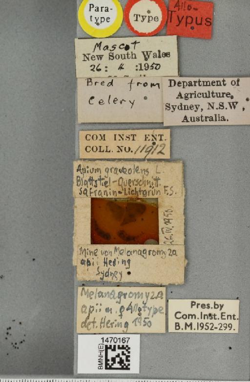 Melanagromyza apii Hering, 1951 - BMNHE_1470167_label_44718