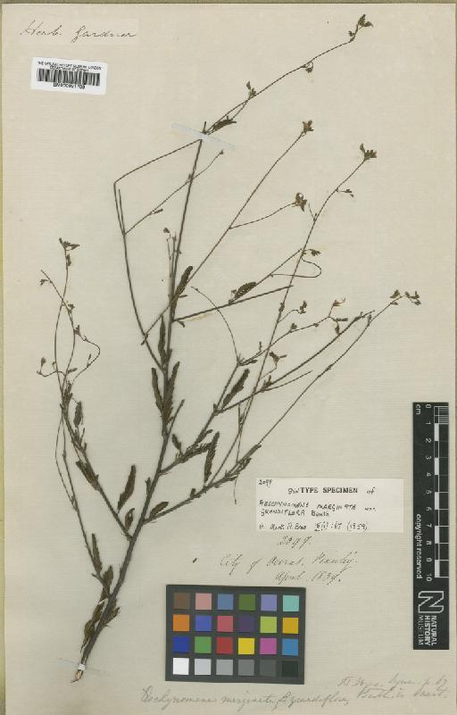 Aeschynomene marginata var. grandiflora Benth. - BM000931739