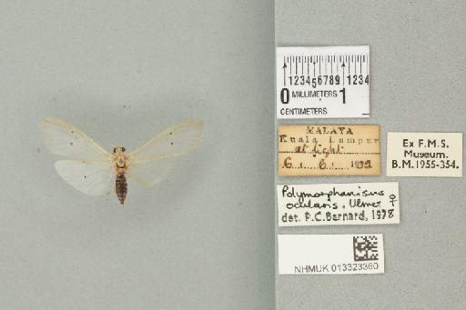 Polymorphanisus ocularis Ulmer, 1906 - 013323360_840309_1754567