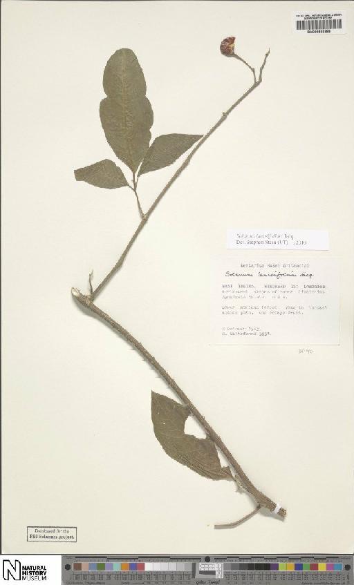 Solanum lanceifolium Jacq. - BM000886693