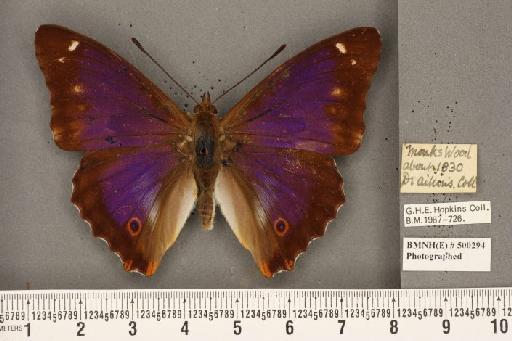 Apatura iris ab. lugenda Cabeau, 1910 - BMNHE_500294_63245