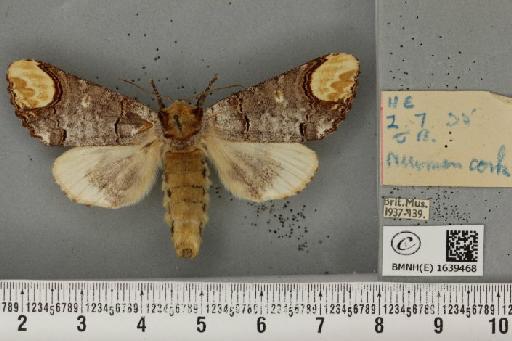 Phalera bucephala bucephala (Linnaeus, 1758) - BMNHE_1639468_208615