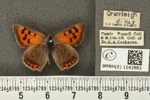 Lycaena phlaeas eleus ab. radiata Tutt, 1896 - BMNHE_1143983_108986